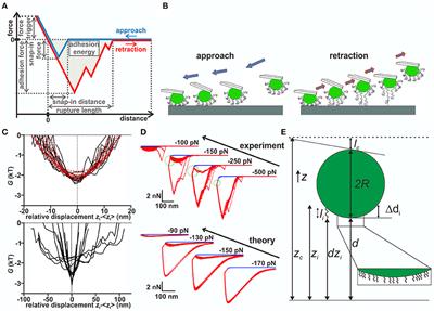 Modeling Bacterial Adhesion to Unconditioned Abiotic Surfaces